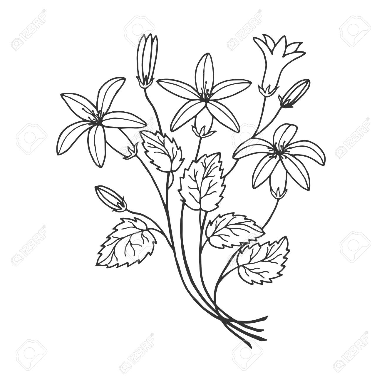 Flowers Bluebells Vector Stock Illustration Hand Drawing Royalty Free Cliparts Vectors And Stock Illustration Image