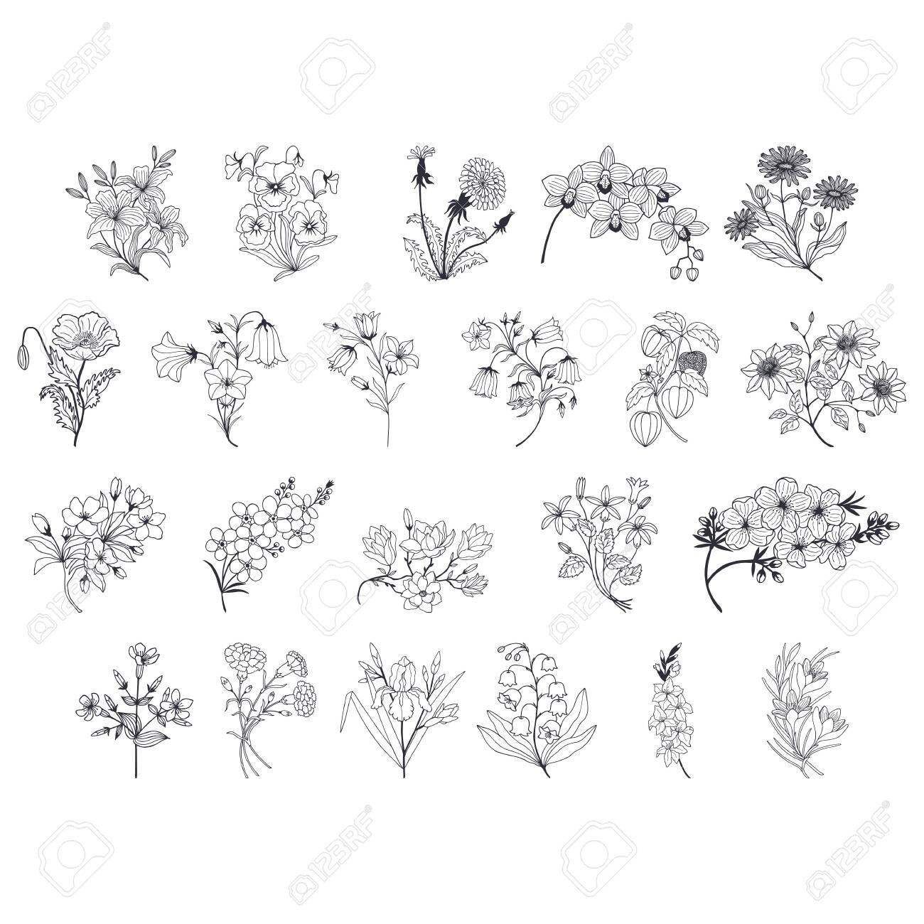 Botanical Floral Set Set Crocus Forget Me Nots Physalis Dandelion Chamomile Flower Lily Of The Valley Carnation Clematis Flowers Vector Stock Illustration Eps 10 Outline Hand Drawing Royalty Free Cliparts Vectors And Stock Illustration