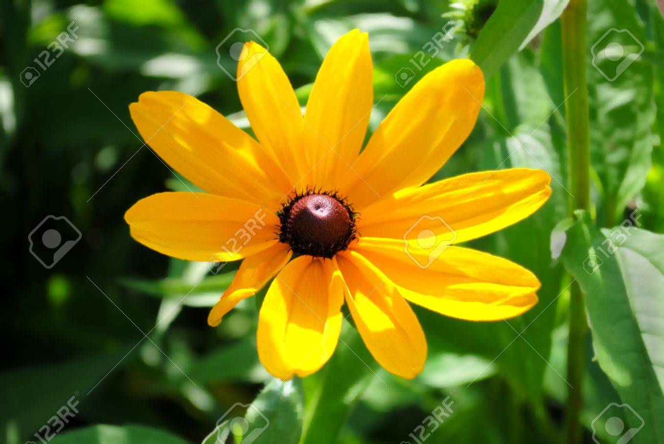 this wildflower bears many common names black eyed susan
