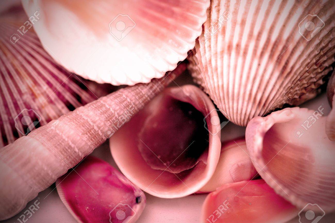 Assorted Small Seashells Pink Filter Effect Stock Photo Picture And Royalty Free Image Image