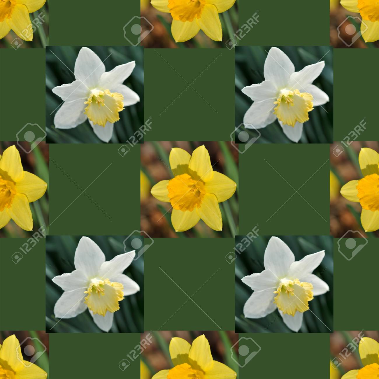 Seamles Srepeating の白と黄色の水仙の壁紙デザイン の写真素材 画像素材 Image