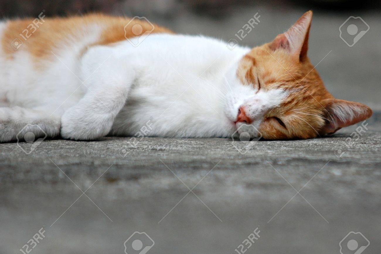 etiam-dictum-ipsum-a-felis