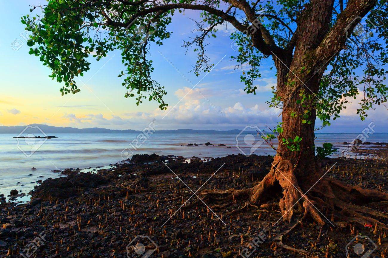 harmonic colors of nature at Borneo, Sabah, Malaysia - 17684756 harmonic colors of nature at Borneo, Sabah, Malaysia - 17684756
