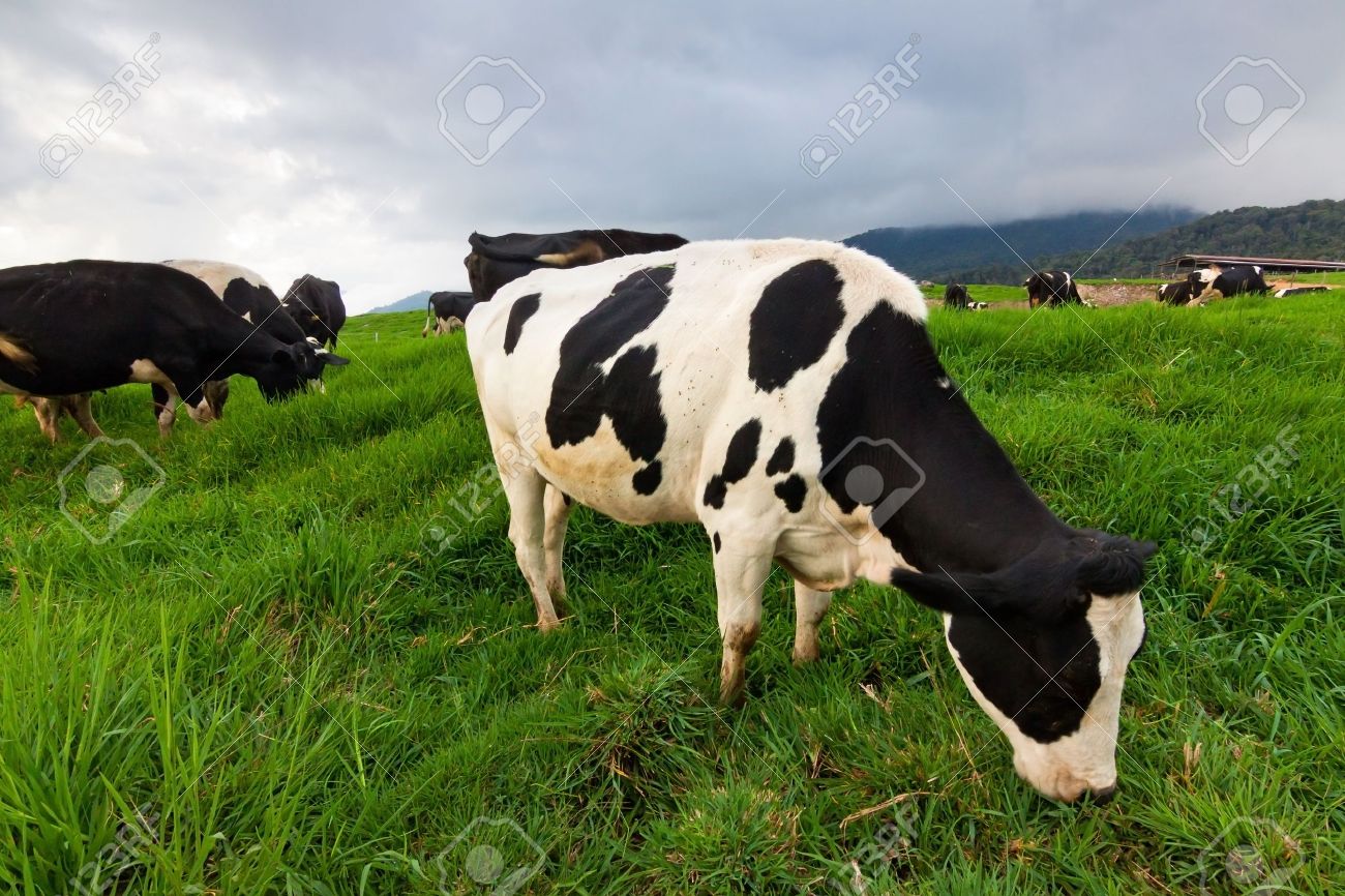 Cattles at a dairy farm in Sabah, Borneo, Malaysia - 18841386 Cattles at a dairy farm in Sabah, Borneo, Malaysia - 18841386
