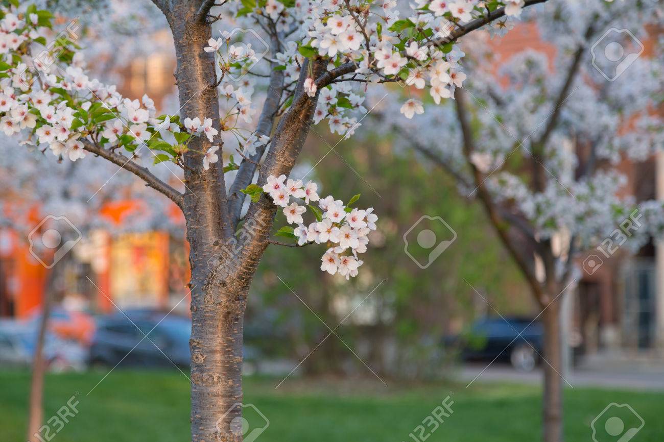 桜の木に 桜の花の小さな房をクローズ アップ 右側にコピー スペースがあります の写真素材 画像素材 Image
