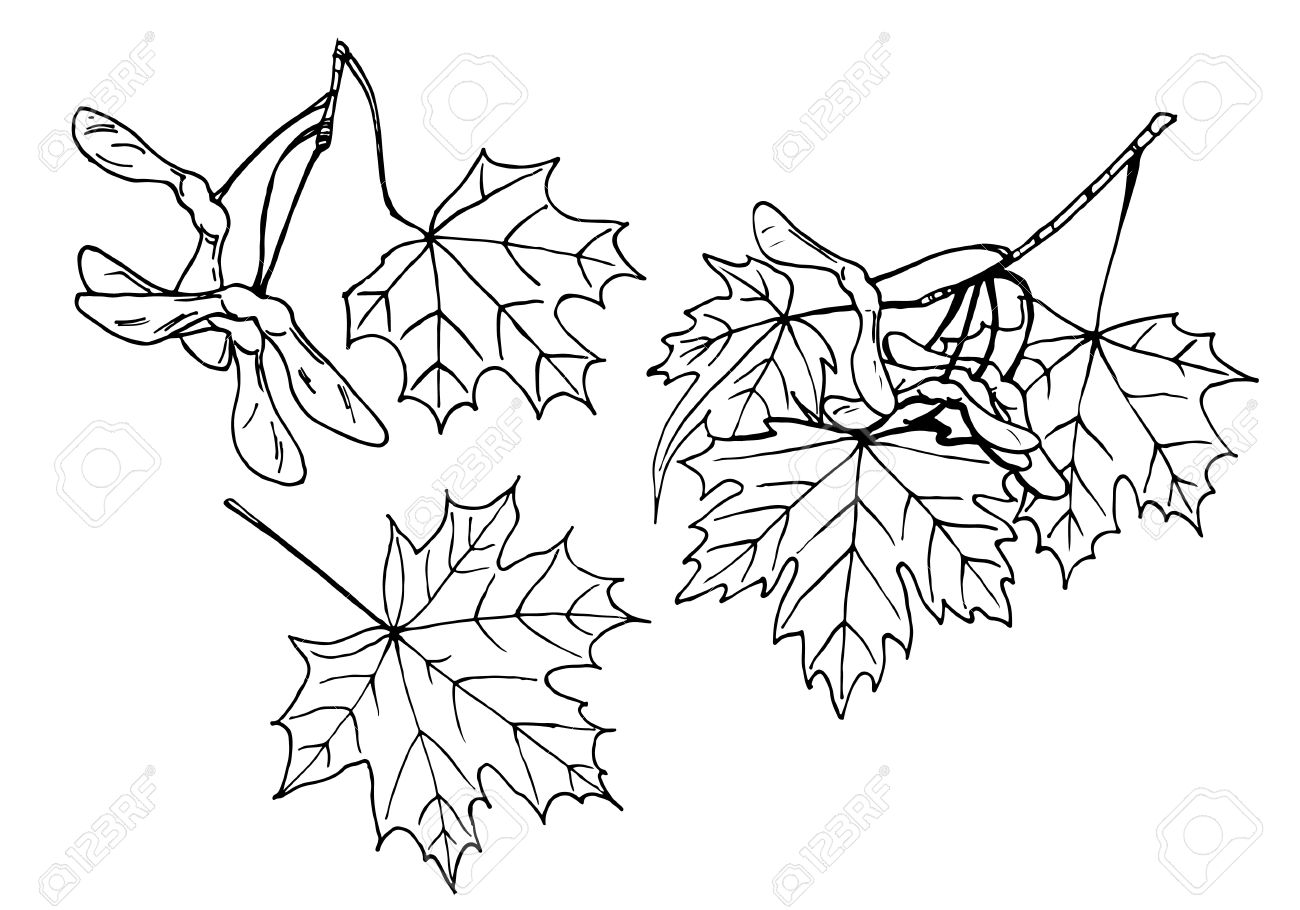 lineart design elements leaves