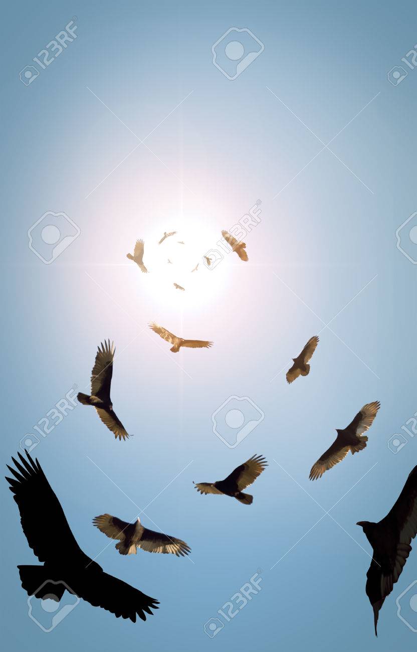 Flock Of Circling Turkey Vultures With Looming Clouds And Bright Stock Photo Picture And Royalty Free Image Image 48466471