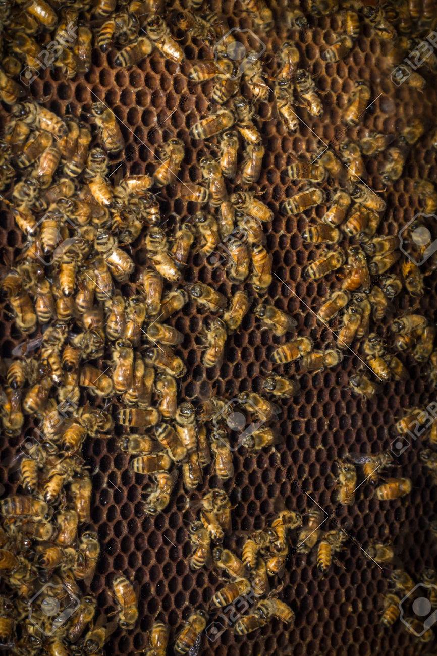 蜂の巣の断面に働き蜂たちのクローズ アップ表示します の写真素材 画像素材 Image