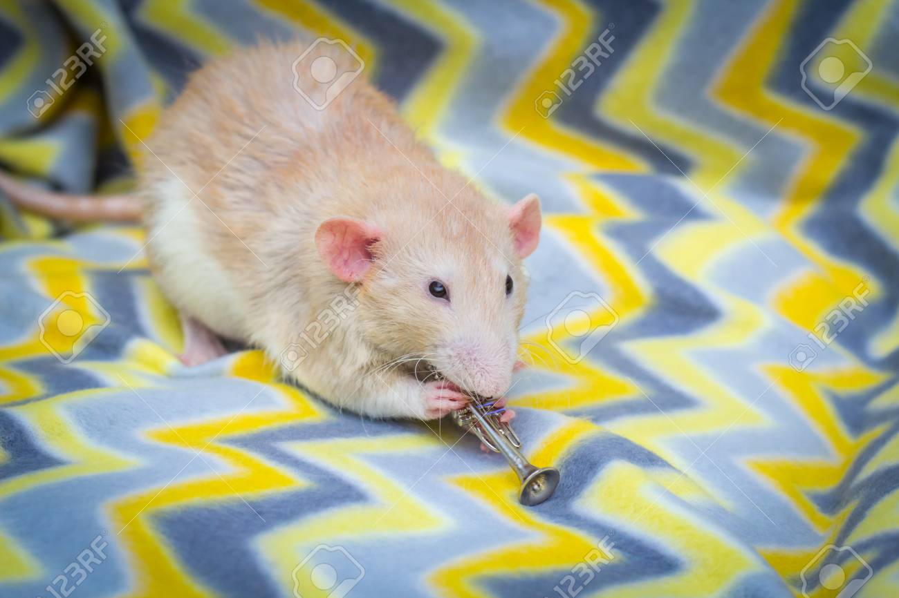 Dumbo rat hi-res stock photography and images - Page 3 - Alamy, image size:1300x866