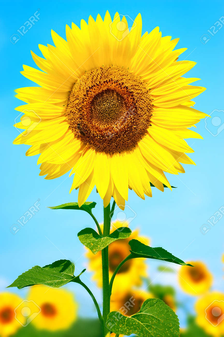 きれいな青空の下で豪華なひまわり畑 の写真素材 画像素材 Image