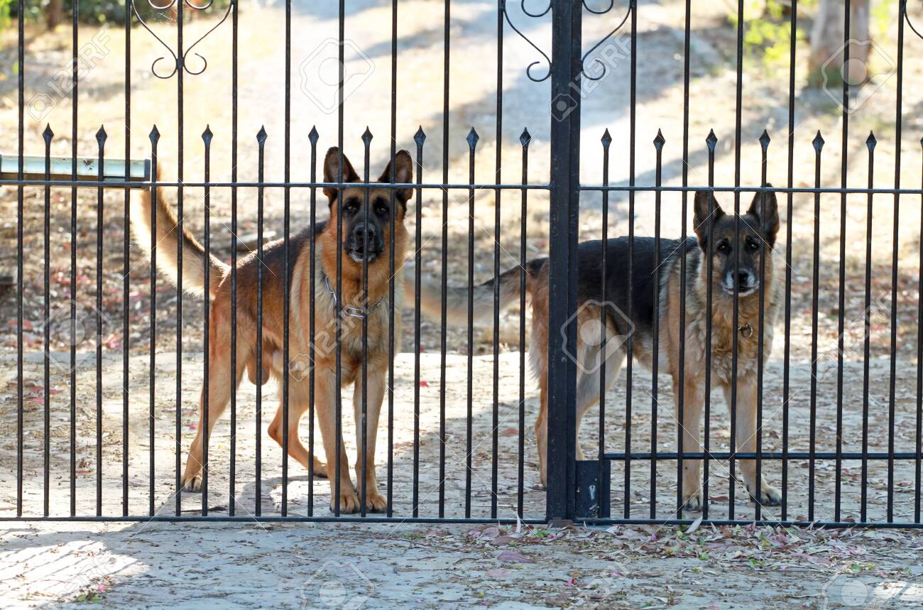 gate guard for dogs