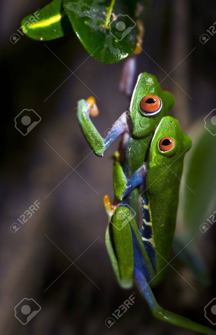 目の充血した木のカエルの交尾 の写真素材 画像素材 Image 目の充血した木のカエルの交尾 の写真素材 画像素材 Image