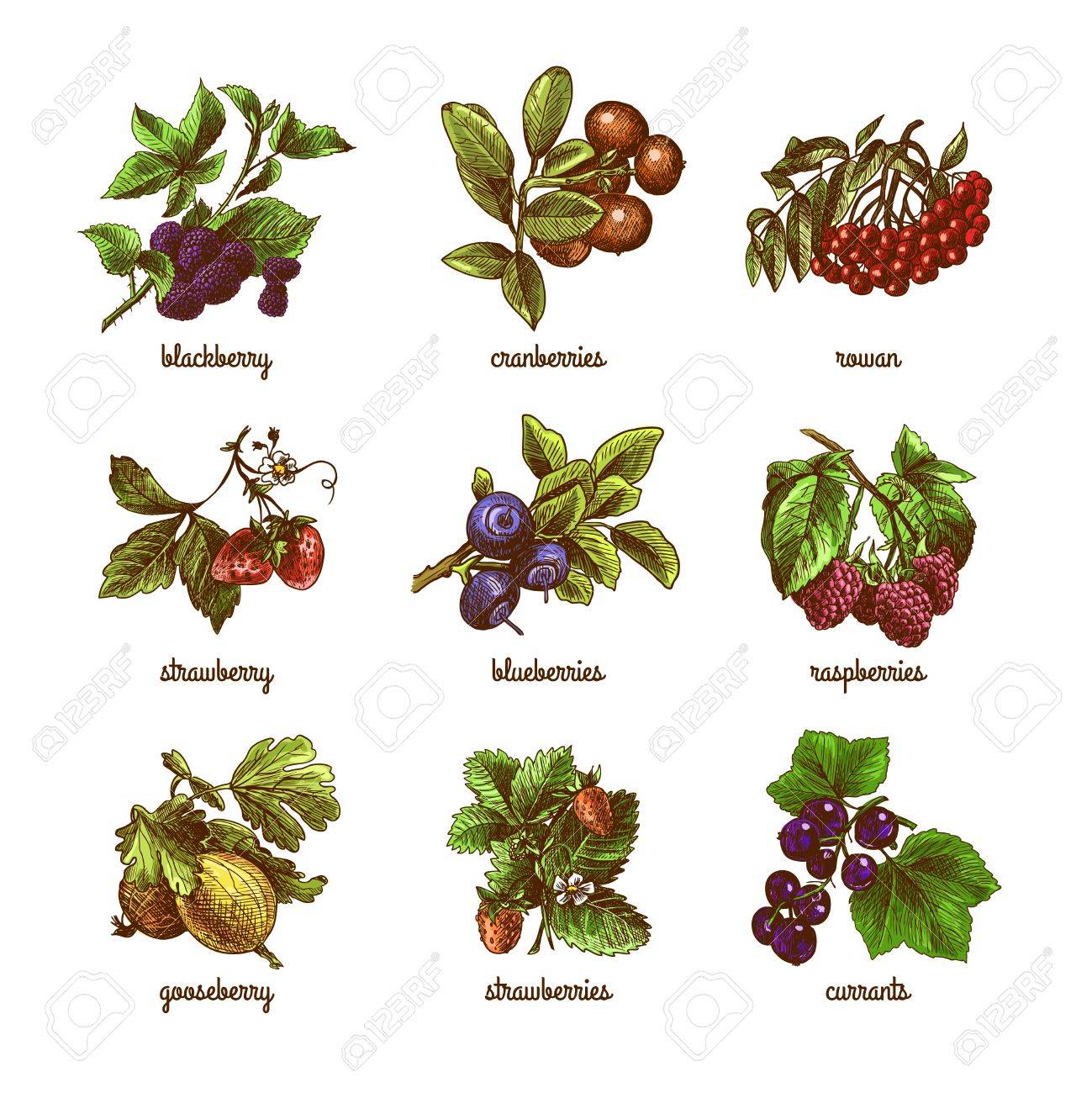 Natural organic berries set of rowan gooseberry currant colored sketch isolated vector illustration - 32133127 Natural organic berries set of rowan gooseberry currant colored sketch isolated vector illustration - 32133127