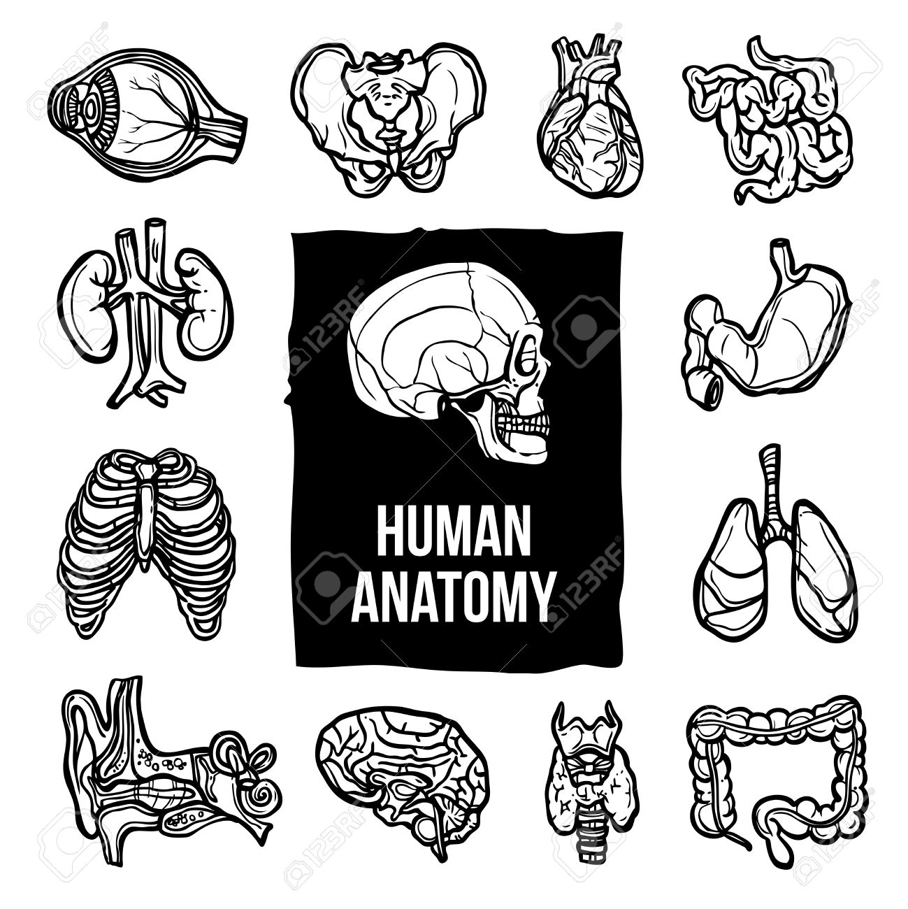 Human Anatomy Internal Body Organs Sketch Decorative Icons Set