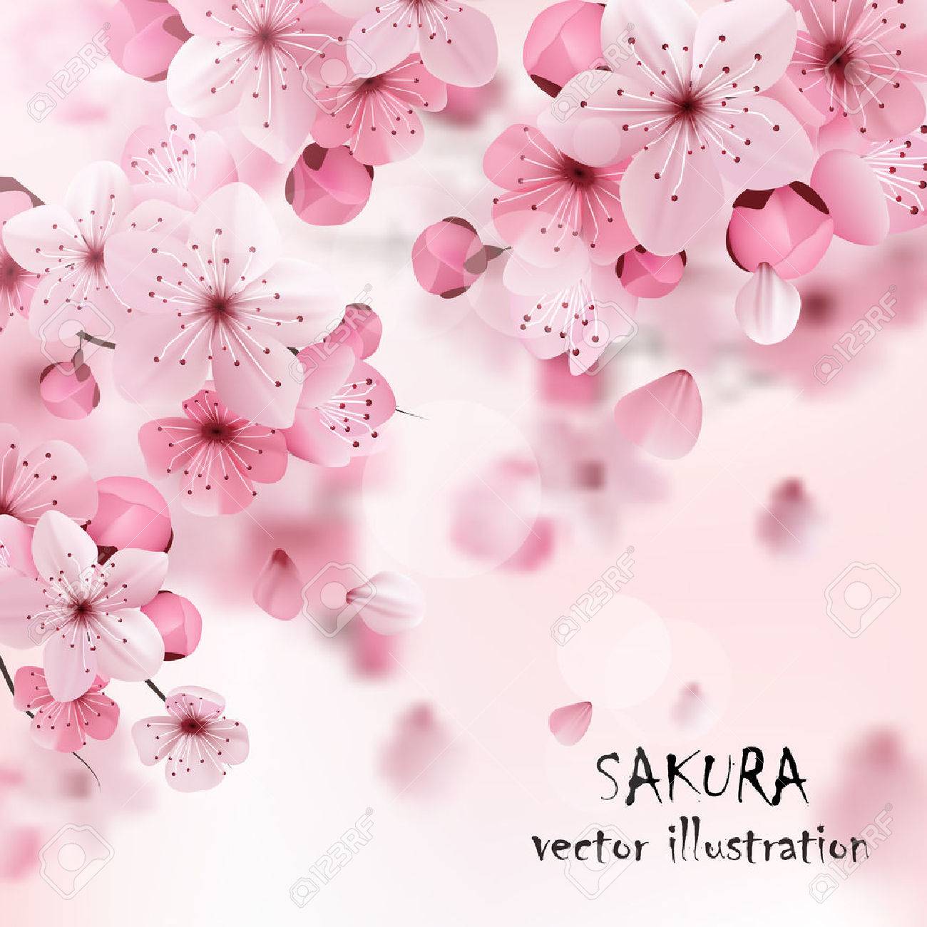 Beautiful print with blossoming dark and light pink sakura flowers and title vector illustration - 50339430 Beautiful print with blossoming dark and light pink sakura flowers and title vector illustration - 50339430