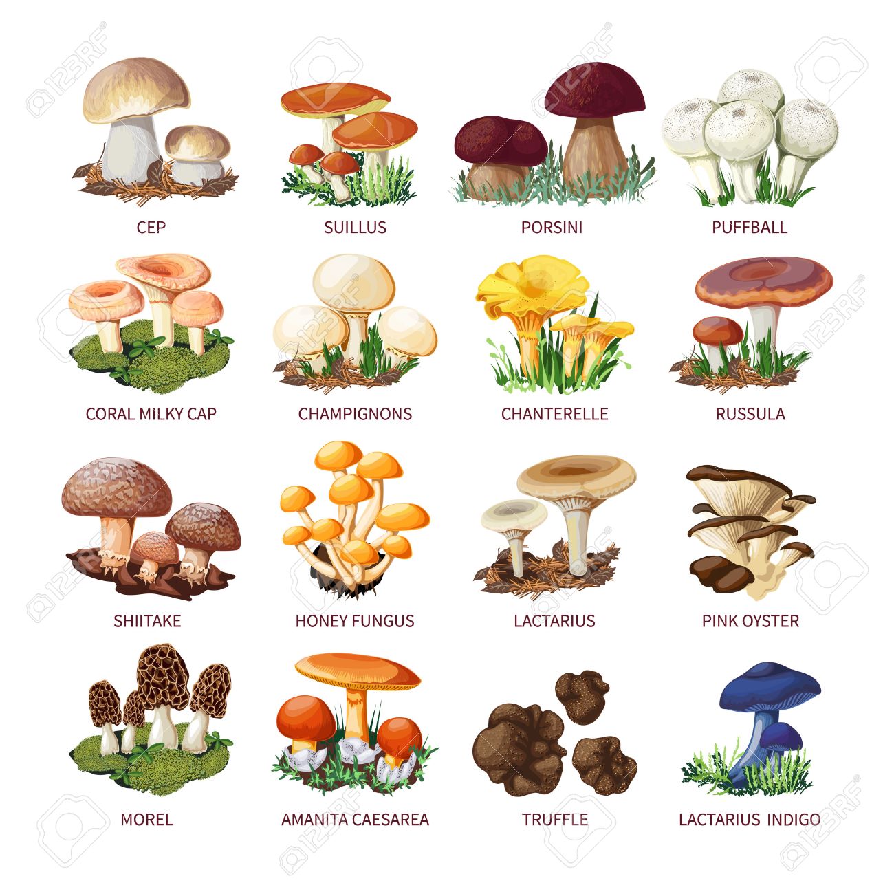 Foret Colorful Collection Sauvage De Champignons Et Champignons Comestibles Assortis Avec Des Noms Dans Le Vecteur Isole Style Cartoon Illustration Clip Art Libres De Droits Vecteurs Et Illustration Image 56989965