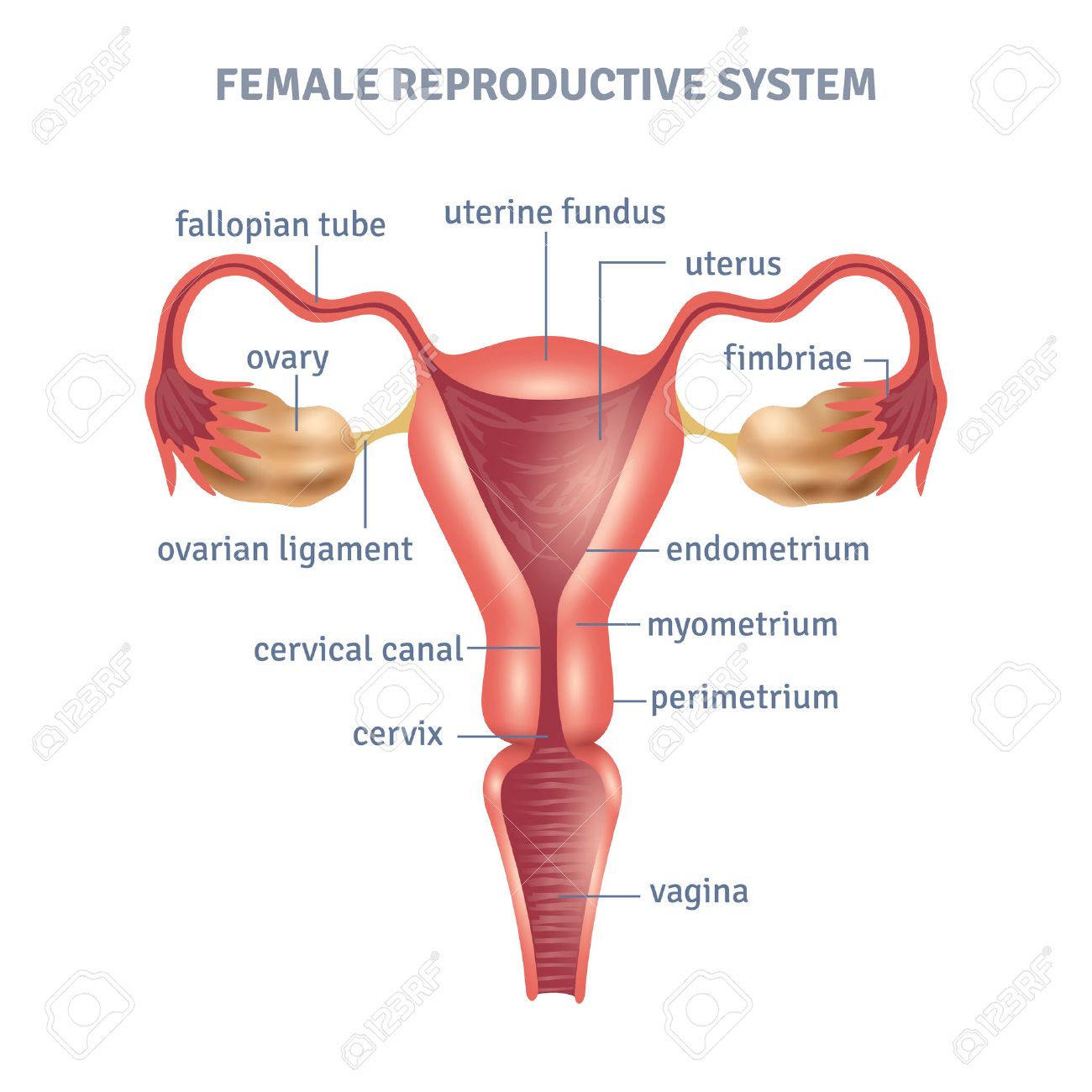 cartel médica útero con el esquema del sistema reproductor femenino