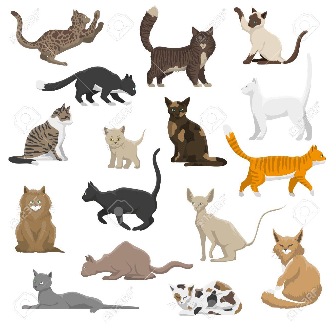Domestic Popular And Rare Exotic Cat Breeds Flat Icons Collection With  Persian And Maine Coon Isolated Vector Illustration Royalty Free SVG,  Cliparts, Vectors, And Stock Illustration. Image 61577052.