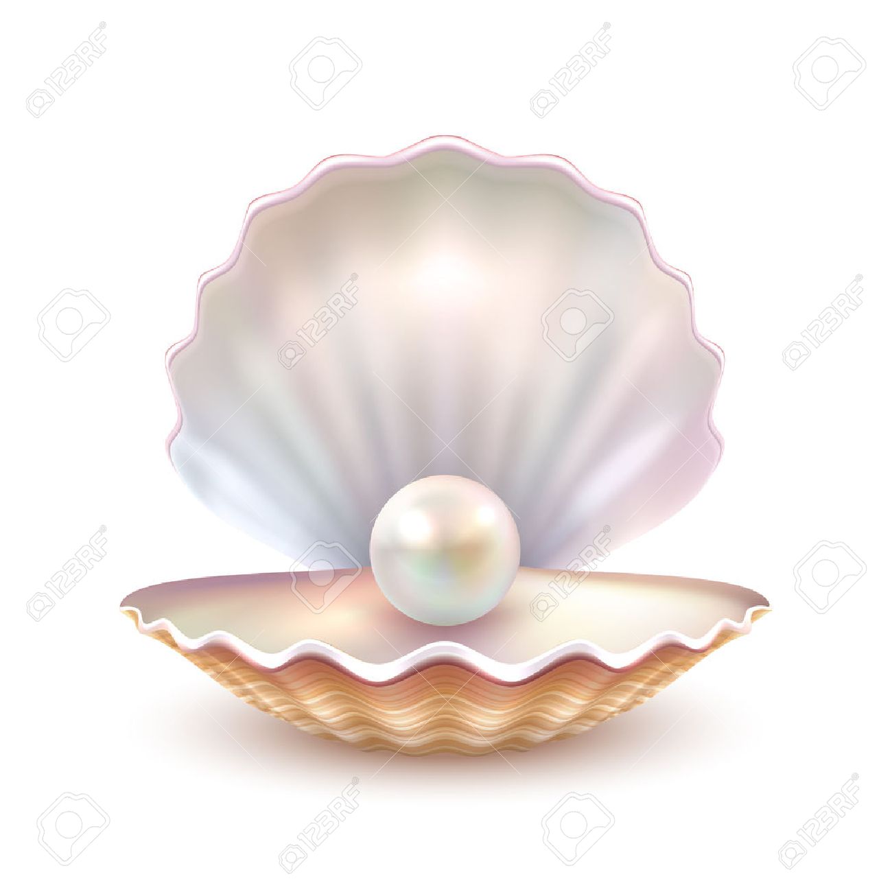 Finest quality beautiful natural open pearl shell close up realistic single valuable object image vector illustration - 66734955 Finest quality beautiful natural open pearl shell close up realistic single valuable object image vector illustration - 66734955