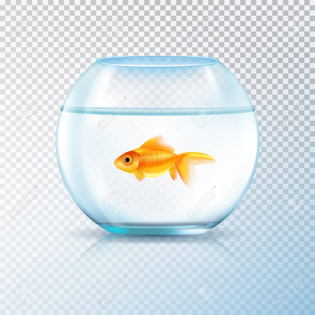 single goldfish tank