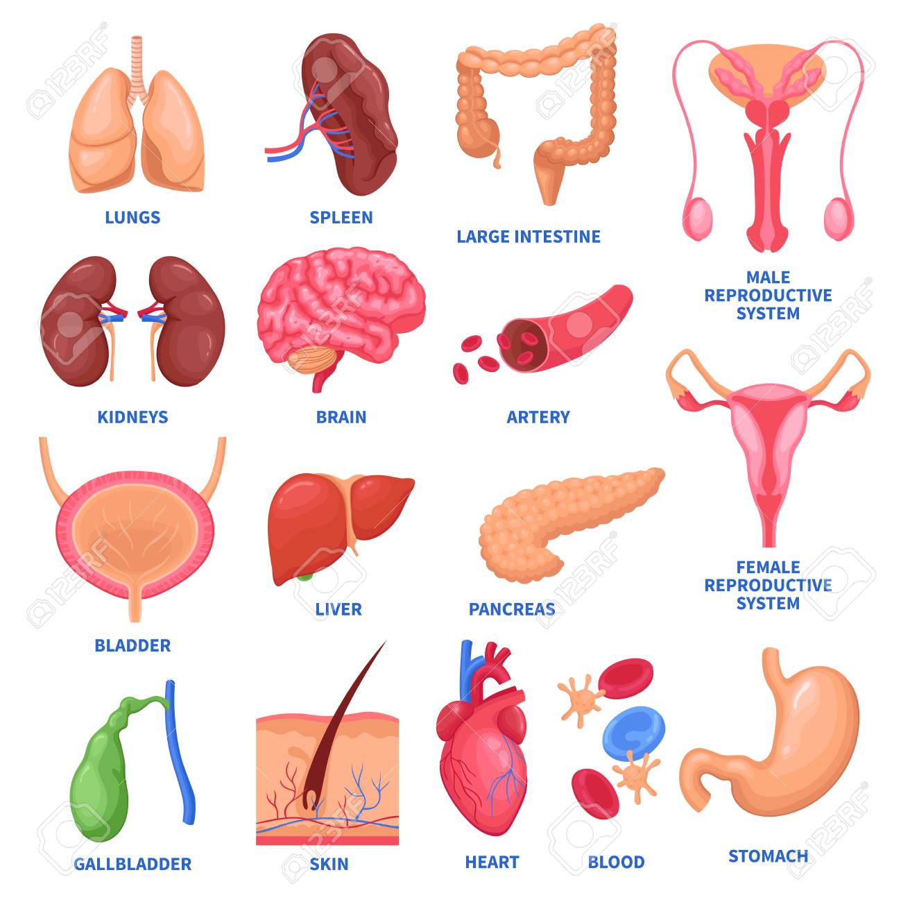 Set of human internal organs isolated vector illustration - 92336160 Set of human internal organs isolated vector illustration - 92336160