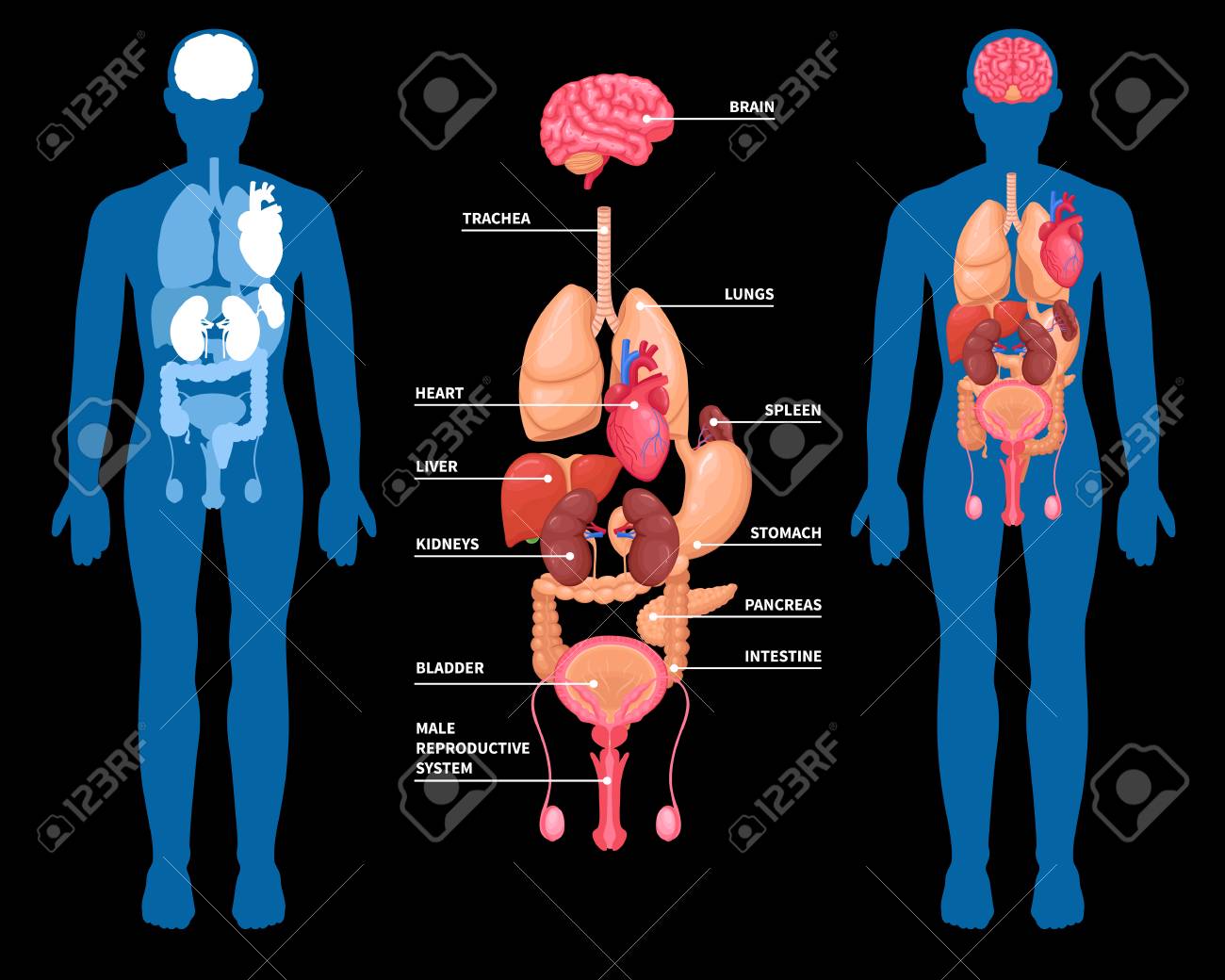 Human anatomy layout of internal organs in male body. Isolated on black background. Vector illustration. - 94305949 Human anatomy layout of internal organs in male body. Isolated on black background. Vector illustration. - 94305949