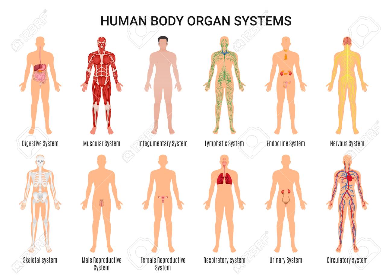 Main 12 Human Body Organ Systems Flat Educative Anatomy Physiology Main 12 Human Body Organ Systems Flat Educative Anatomy Physiology