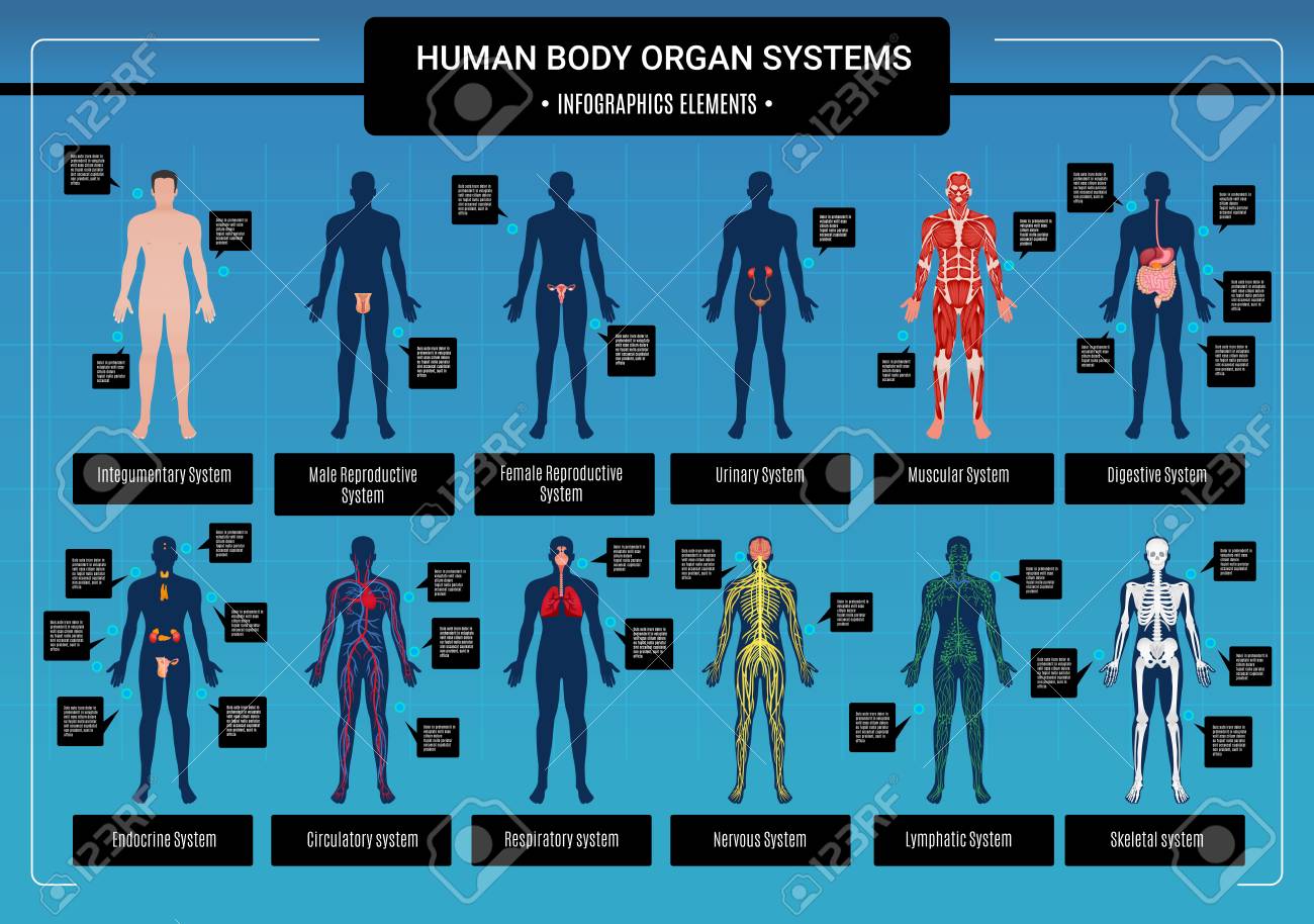 人体内臓循環神経および骨格系解剖学及び生理学フラット教育インフォグラフィックスベクターイラスト のイラスト素材 ベクタ Image