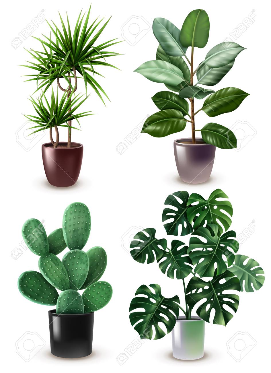 Isolated Realistic Houseplant Icon Set Different Types Of Plants Royalty Free Cliparts Vectors And Stock Illustration Image 99563288