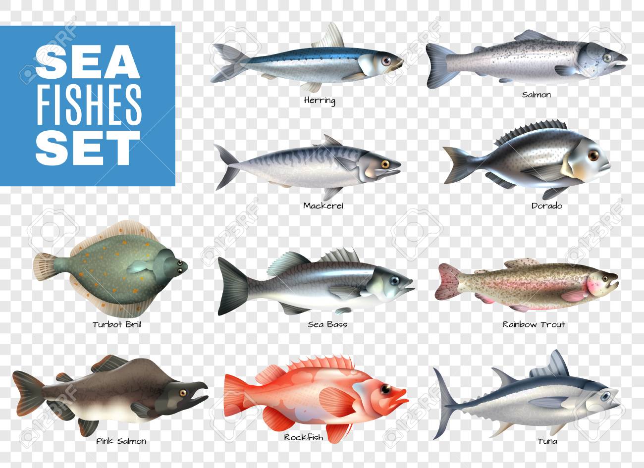 Set Of Sea Fishes With Letterings On Transparent Background Isolated Vector  Illustration Royalty Free SVG, Cliparts, Vectors, and Stock Illustration.  Image 106210698.