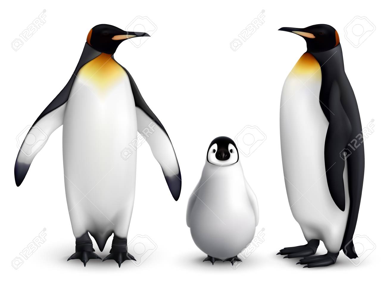 大人の鳥の正面とサイドビューベクトルのイラストとひよこ現実的