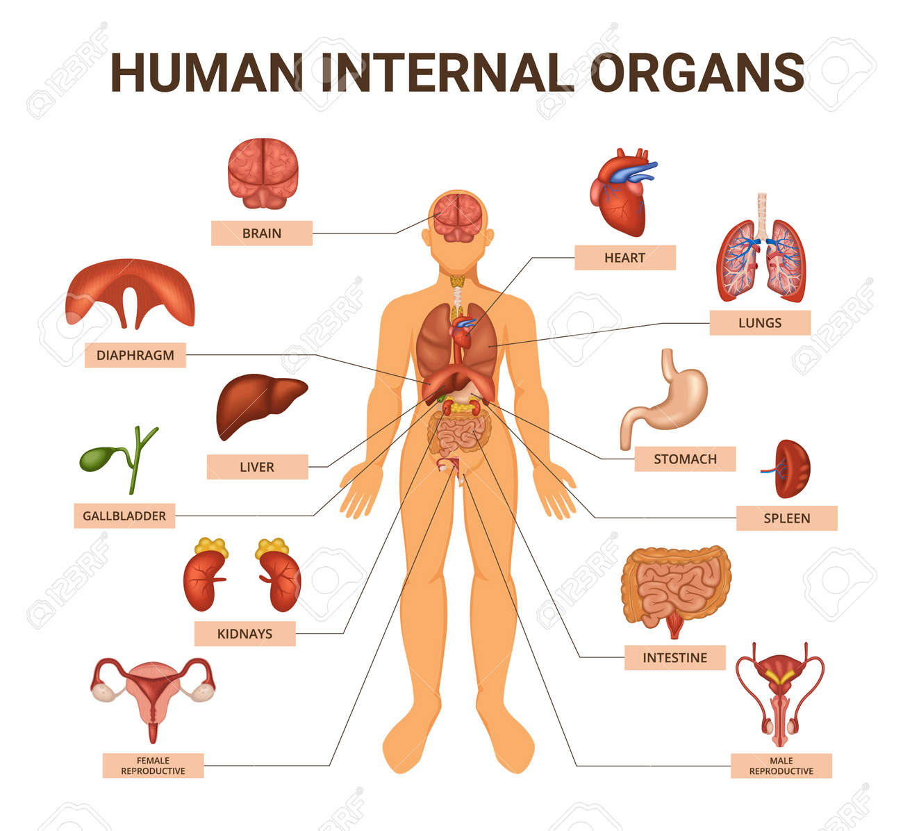 Colored Human Body Organ Systems Infographic With Human Anatomy Visual Aid  With The Body And The Organs Inside It Vector Illustration Royalty Free  SVG, Cliparts, Vectors, and Stock Illustration. Image 182897159., image size:1300x1196