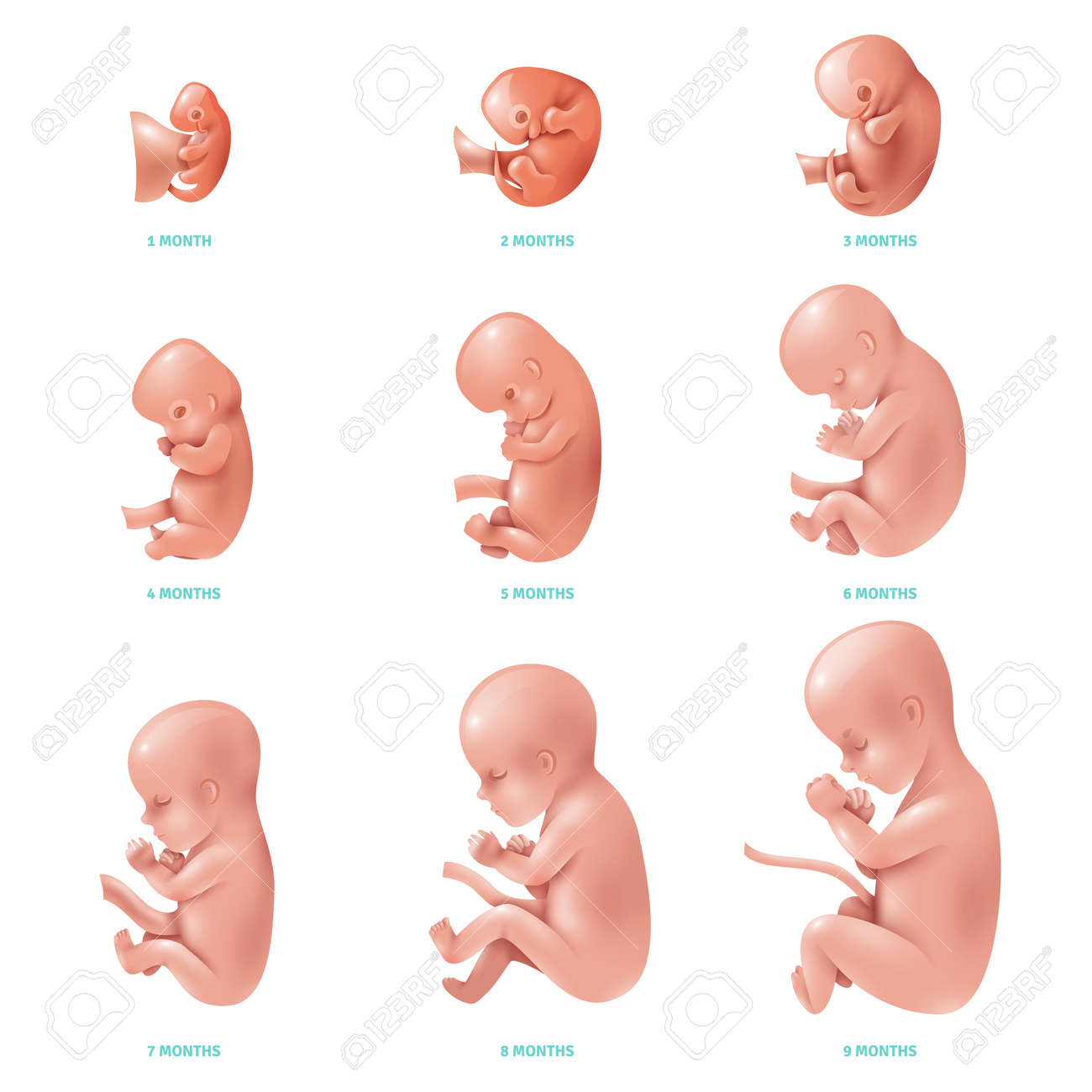 embarazo semana a semana