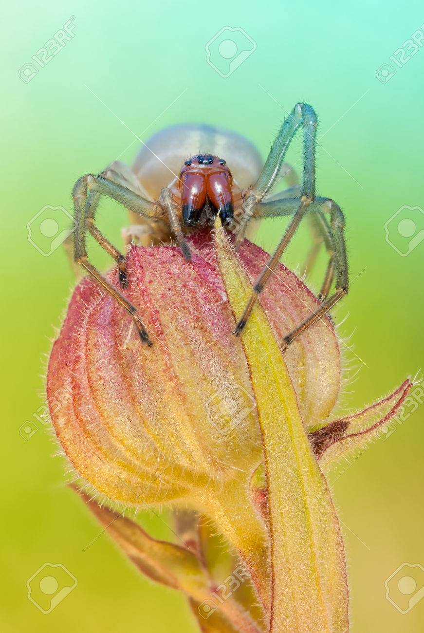 Cheiracanthium punctorium spider in nature - 53762495 Cheiracanthium punctorium spider in nature - 53762495
