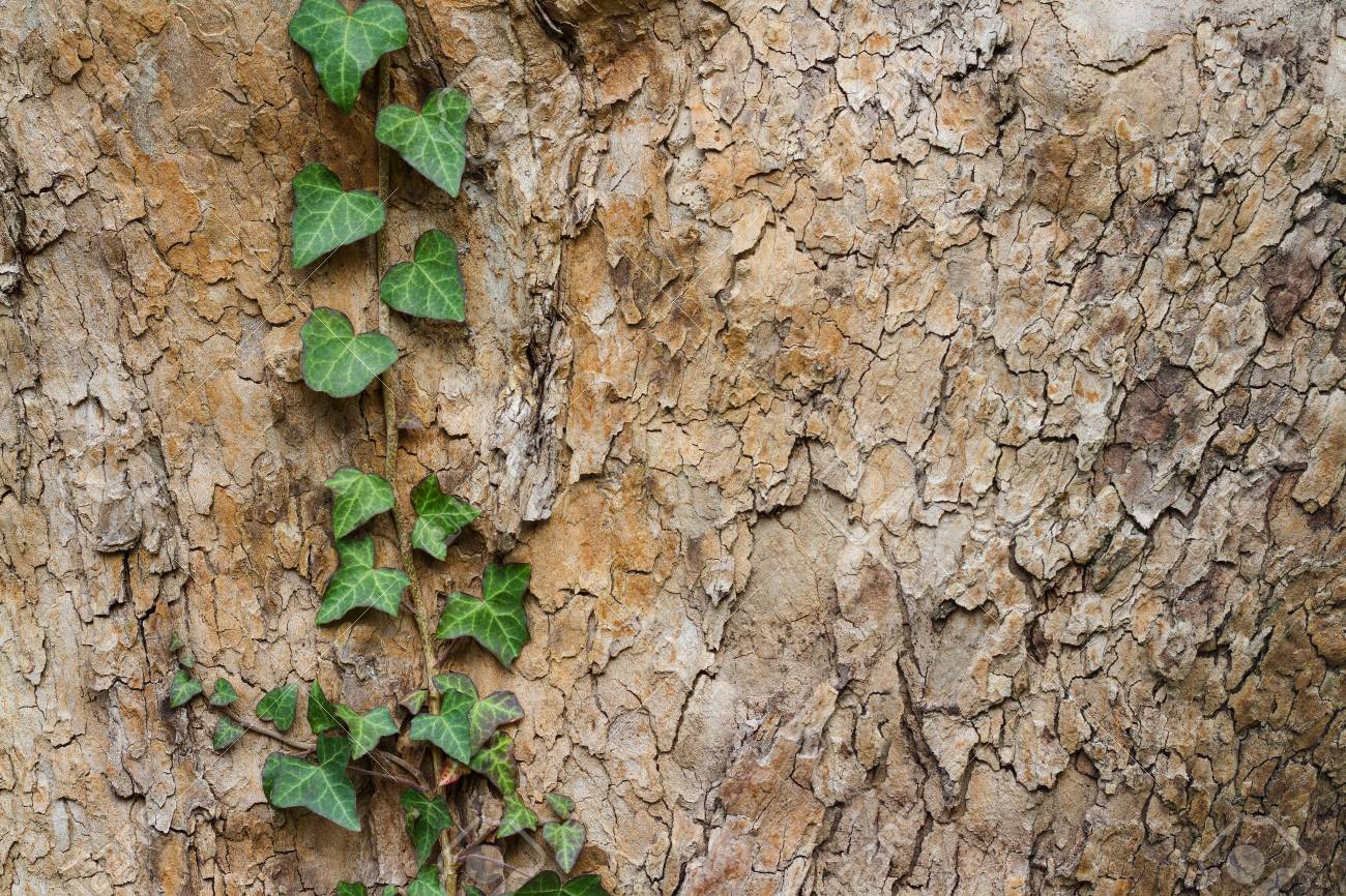 Ivy branch growing on a tree in nature. Close up detail of poison ivy plant growing, Toxicodendron radicans - 114056096 Ivy branch growing on a tree in nature. Close up detail of poison ivy plant growing, Toxicodendron radicans - 114056096