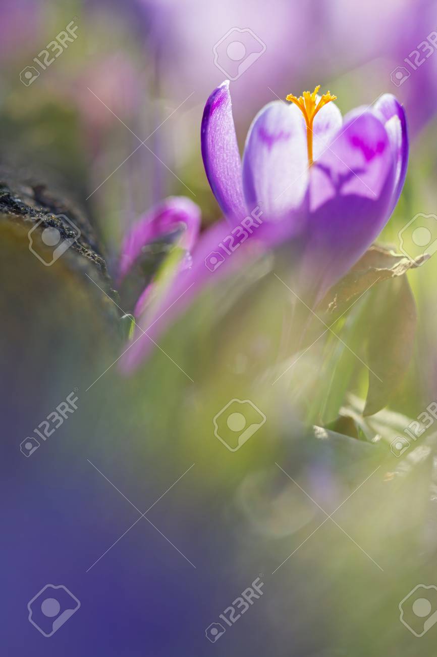 Amazing sunlight on spring flower crocus. Blooming spring flowers crocus growing in wildlife. Majestic sunbeams on spring flower crocus - 114056178 Amazing sunlight on spring flower crocus. Blooming spring flowers crocus growing in wildlife. Majestic sunbeams on spring flower crocus - 114056178
