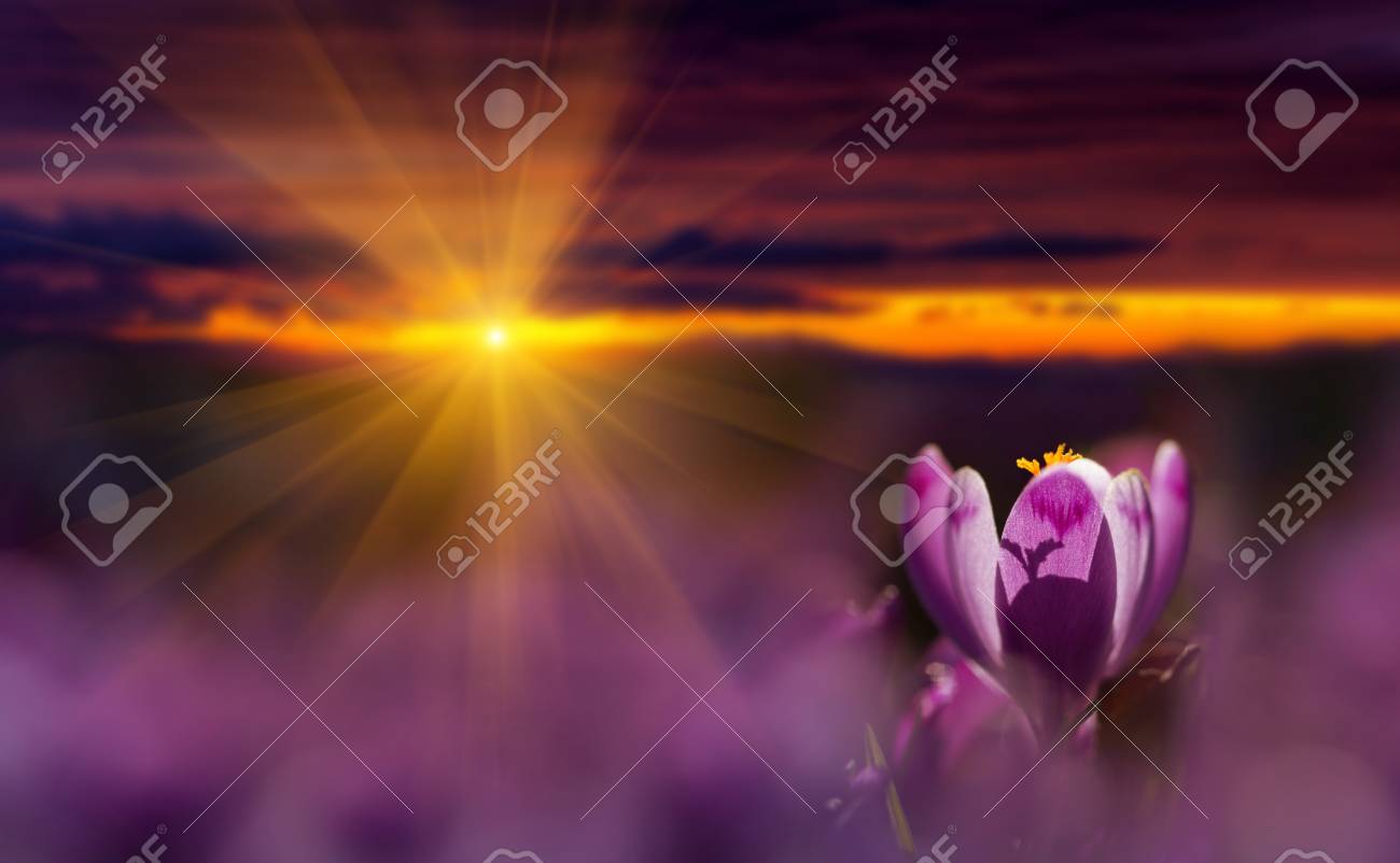 Amazing sunrise with spring flower crocus and colorful clouds. Blooming spring flowers crocus growing in wildlife. Majestic sunbeams on spring flower crocus - 114056180 Amazing sunrise with spring flower crocus and colorful clouds. Blooming spring flowers crocus growing in wildlife. Majestic sunbeams on spring flower crocus - 114056180