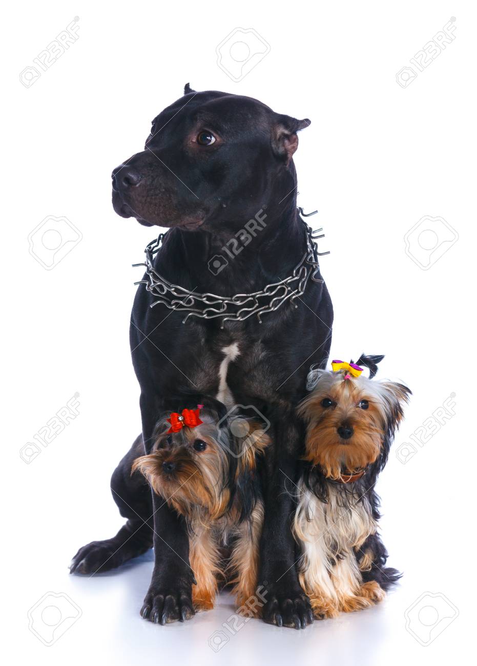 bull terrier yorkshire