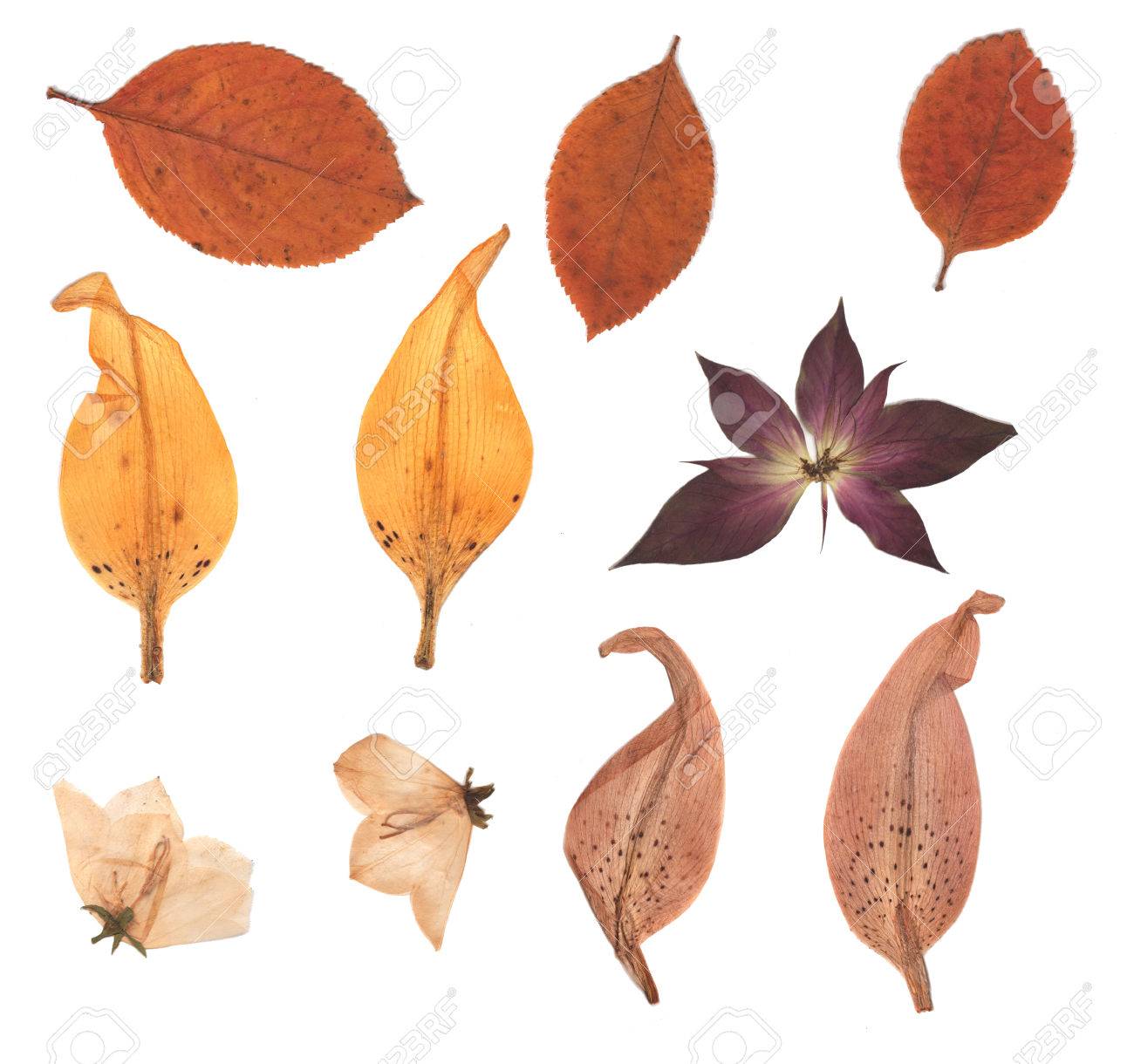 pressed and dried buds flower autumn leaves lily petals isolated