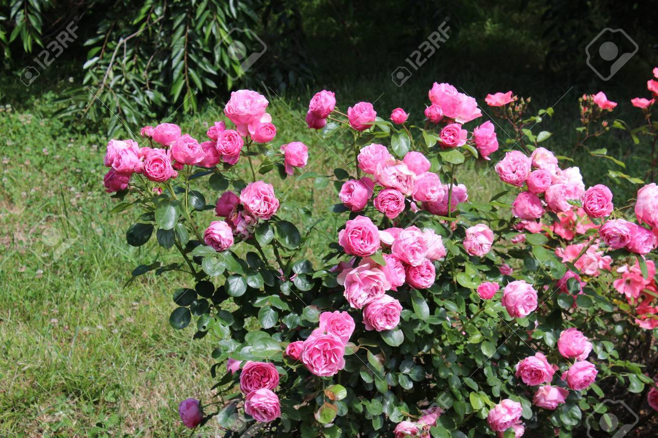 Rose Bush Beautiful Pink Roses In A Garden Stock Photo Picture And Royalty Free Image Image