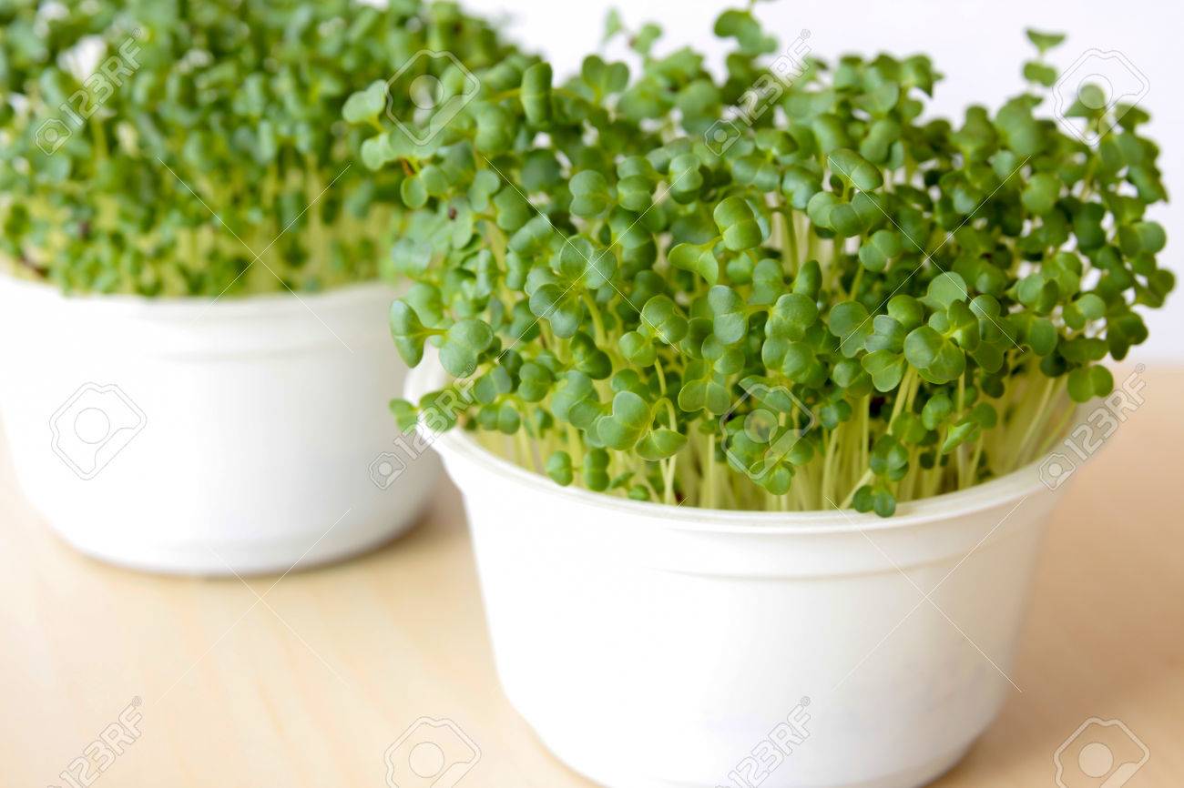 Broccoli sprouts growing in soil in white pots. - 81763466 Broccoli sprouts growing in soil in white pots. - 81763466