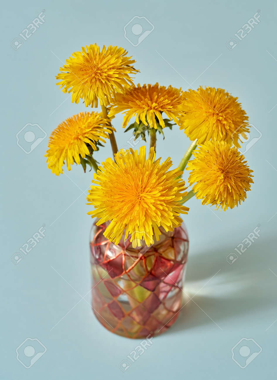 Fresh dandelion flowers in a vase on blue pastel background - 169337994 Fresh dandelion flowers in a vase on blue pastel background - 169337994