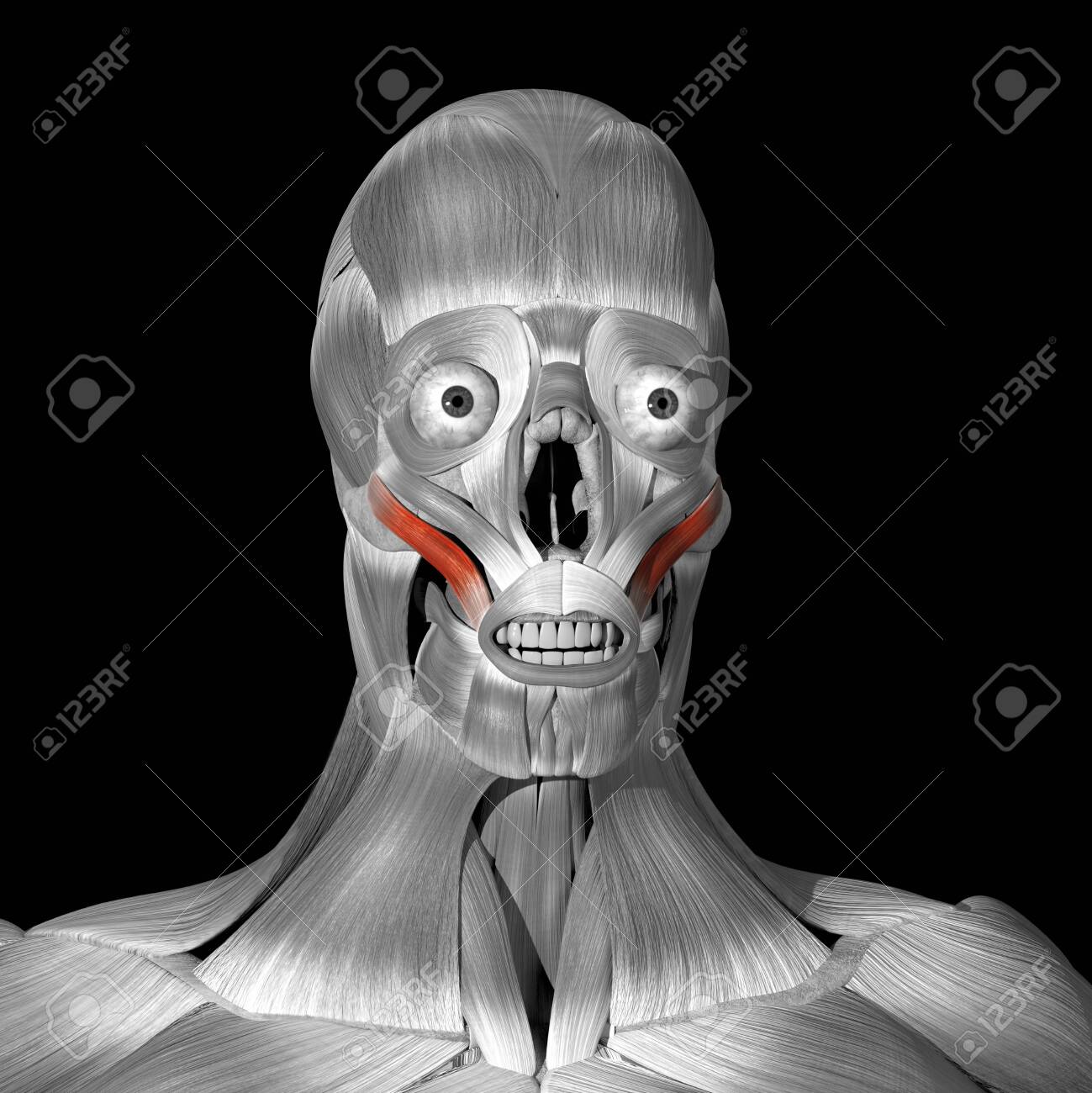 This is a 3d illustration of the zigomaticus major muscles - 141282951 This is a 3d illustration of the zigomaticus major muscles - 141282951