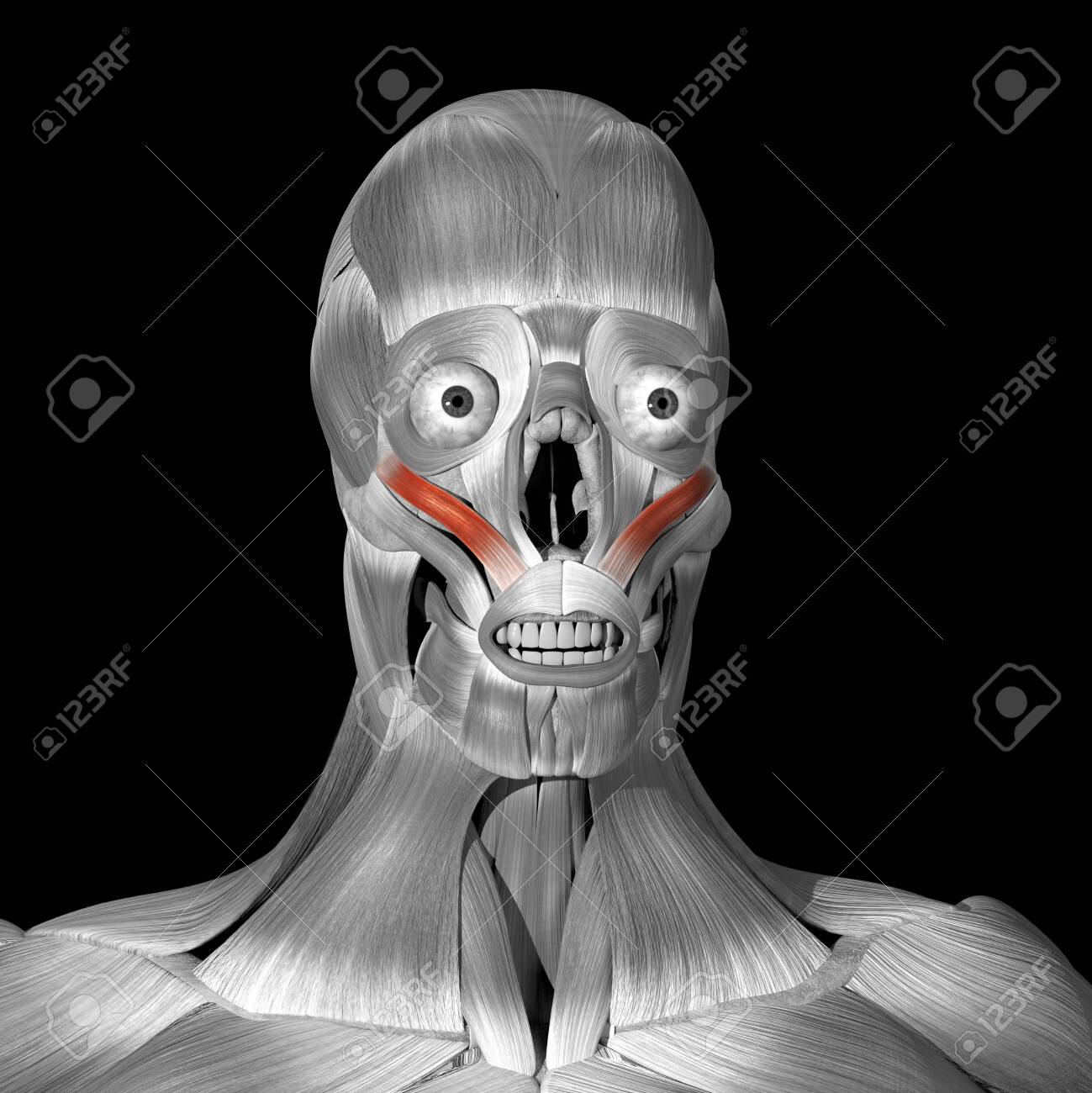 This is a 3d illustration of the zigomaticus minor muscles - 141208900 This is a 3d illustration of the zigomaticus minor muscles - 141208900