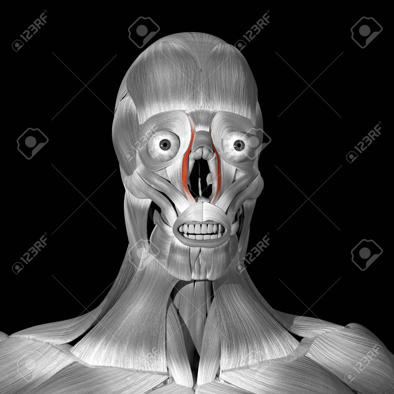 This is a 3d illustration of the levator labii superioris alaeque nasi muscles - 142140490 This is a 3d illustration of the levator labii superioris alaeque nasi muscles - 142140490