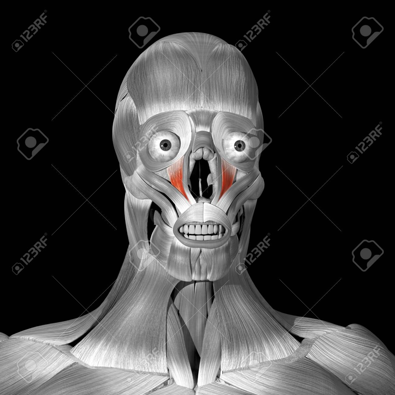 This is a 3d illustration of the levator labii superioris muscles - 142140491 This is a 3d illustration of the levator labii superioris muscles - 142140491