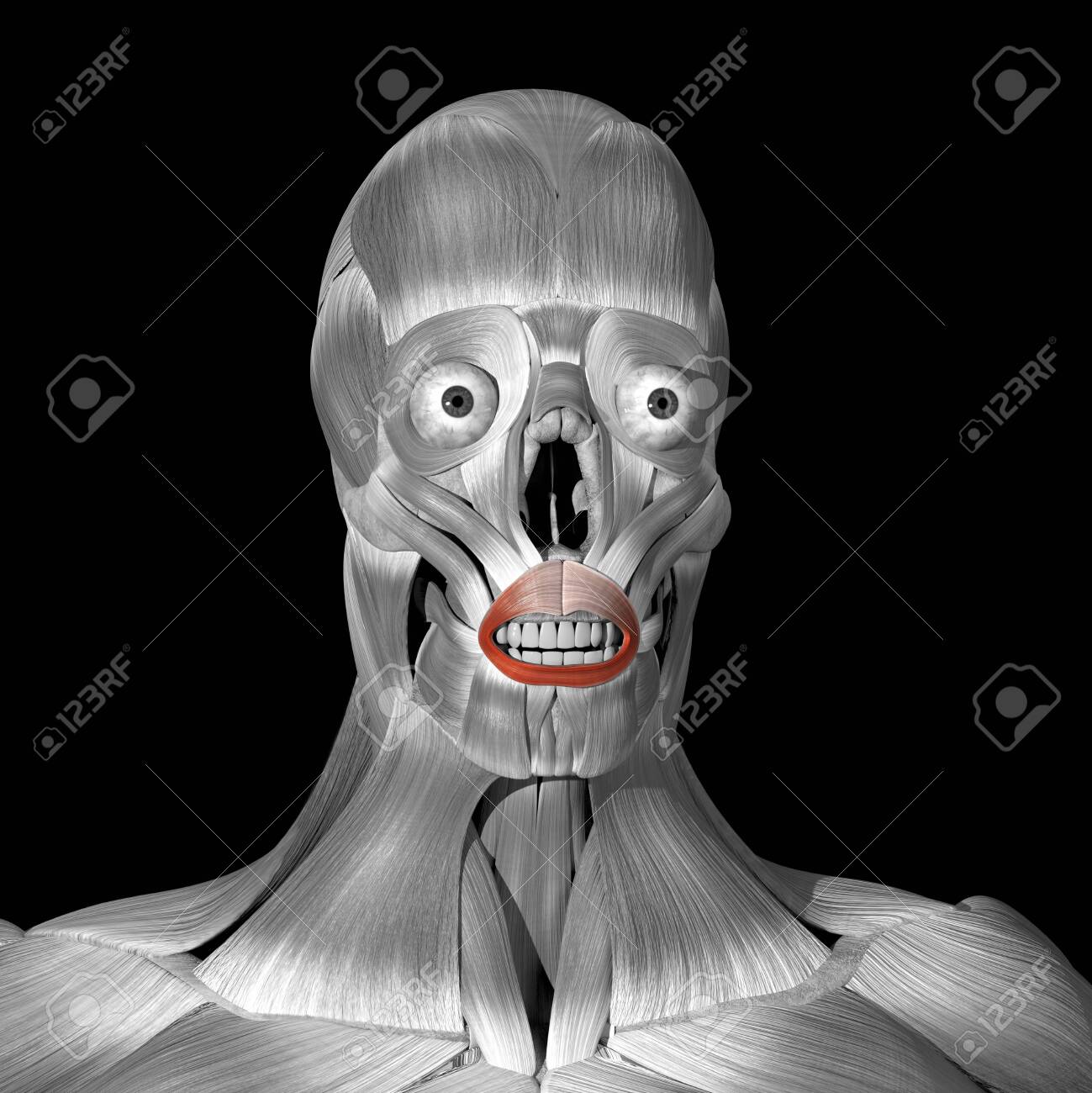 Orbicularis Oris Muscle | TikTok, image size:1299x1300