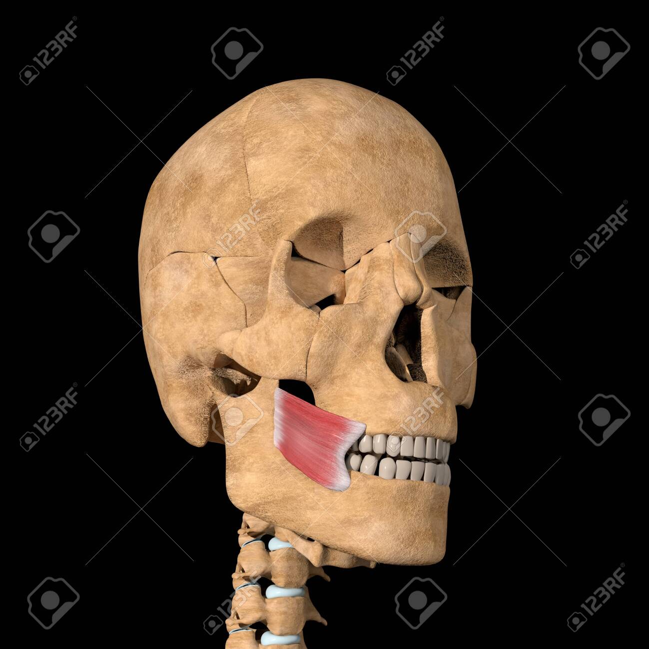 This is a 3d illustration of the buccinator muscles on skeleton - 141461314 This is a 3d illustration of the buccinator muscles on skeleton - 141461314