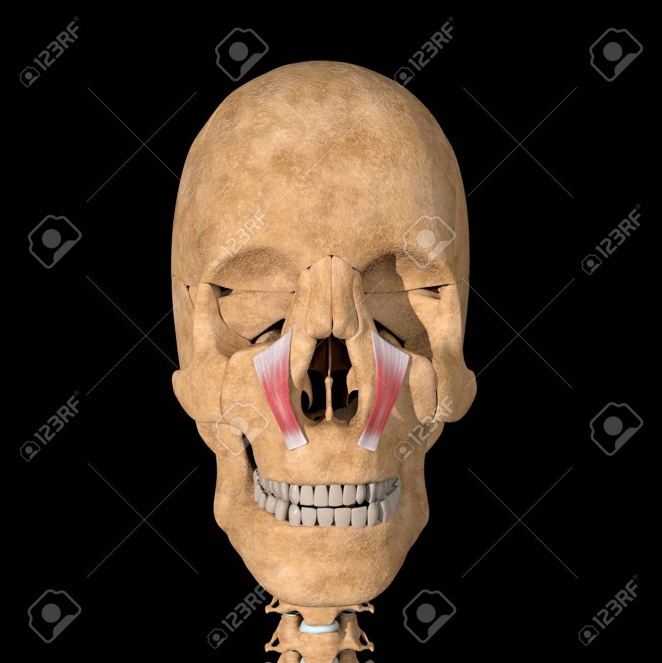 This is a 3d illustration of the Levator labii superioris muscles on skeleton - 141461886 This is a 3d illustration of the Levator labii superioris muscles on skeleton - 141461886