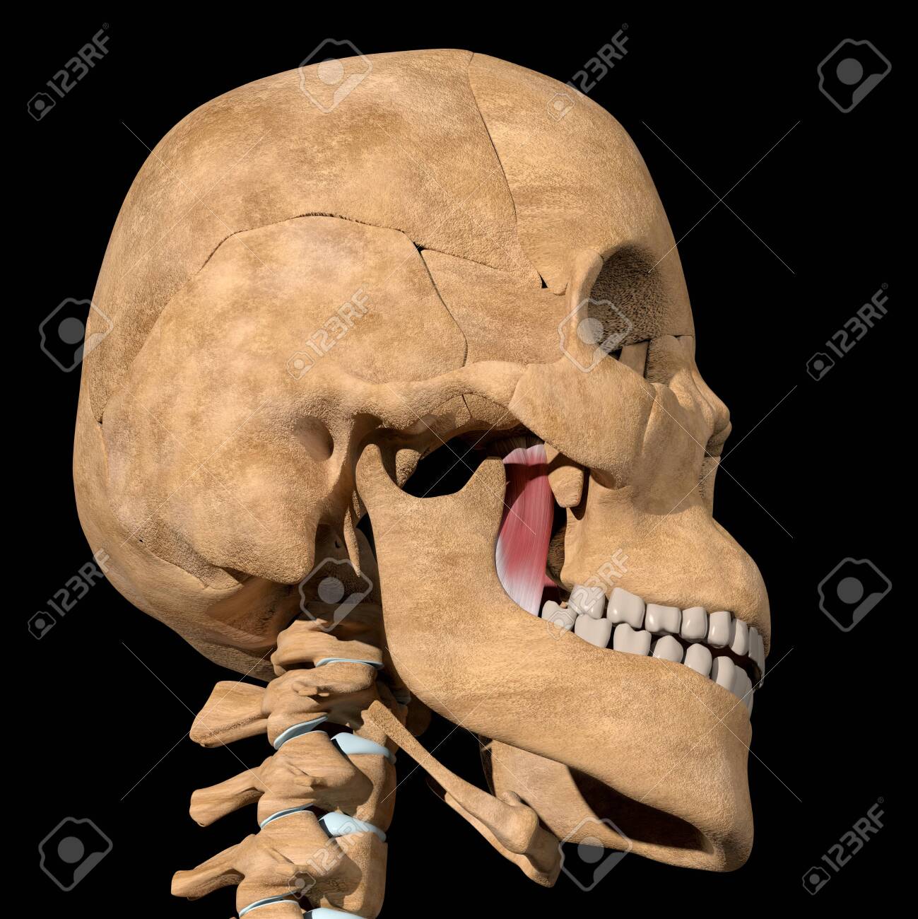 This is a 3d illustration of the medial pterygoid muscles on skeleton - 141461344 This is a 3d illustration of the medial pterygoid muscles on skeleton - 141461344
